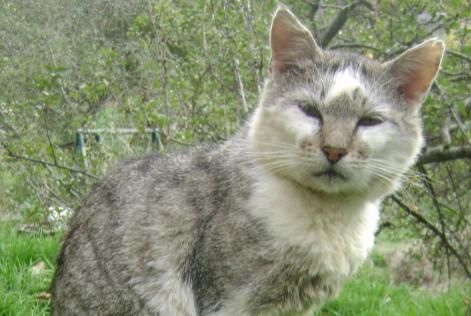 Vermisstmeldung Katze Männliche , 16 jahre Magnat-l'Étrange Frankreich