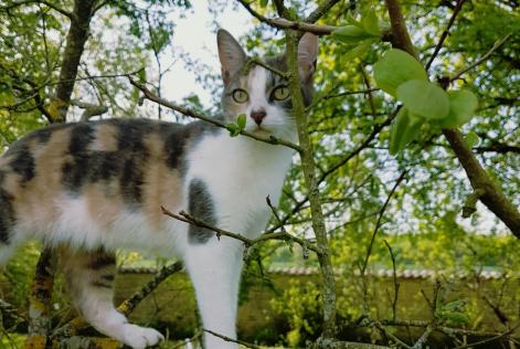 Vermisstmeldung Katze Weiblich , 9 jahre Neuvicq-le-Château Frankreich