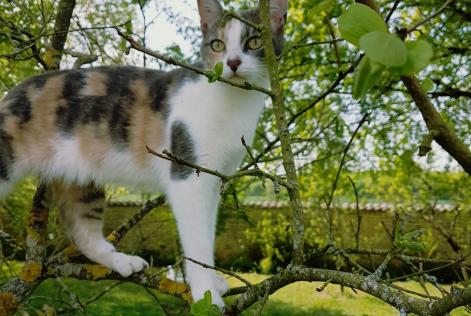 Vermisstmeldung Katze Weiblich , 9 jahre Neuvicq-le-Château Frankreich