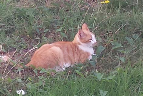 Vermisstmeldung Katze  Männliche , 16 jahre Fleury-Mérogis Frankreich