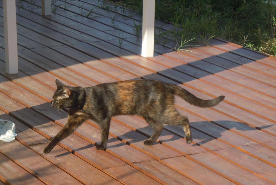 Vermisstmeldung Katze  Weiblich , 9 jahre Pusignan Frankreich