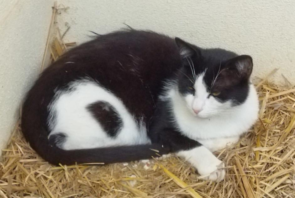 Vermisstmeldung Katze  Männliche , 8 jahre La Chapelle Frankreich