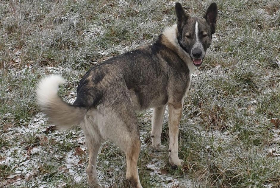 Vermisstmeldung Hund rassenmischung Männliche , 6 jahre Colombies Frankreich