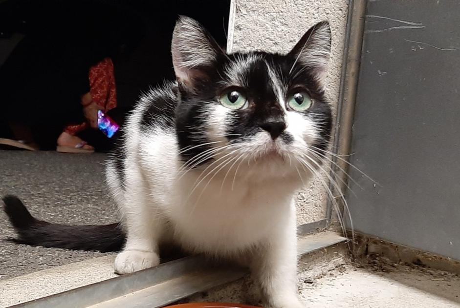 Vermisstmeldung Katze rassenmischung Männliche , 3 jahre Toulouse Frankreich