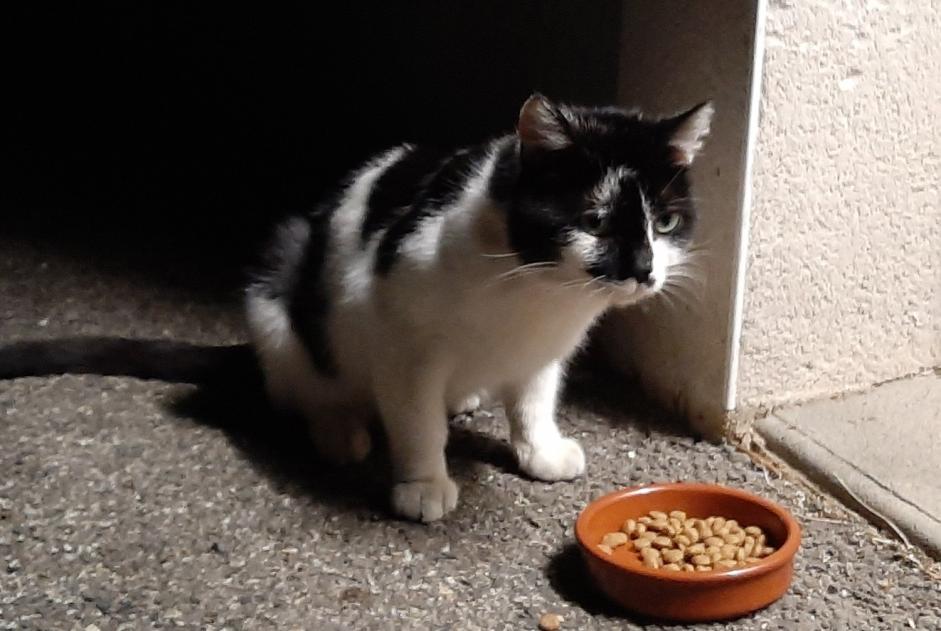 Vermisstmeldung Katze rassenmischung Männliche , 3 jahre Toulouse Frankreich