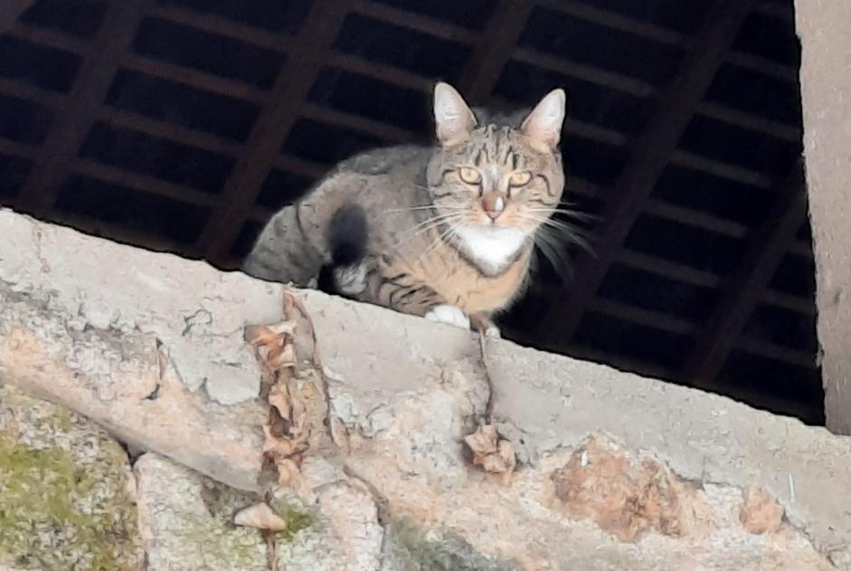 Vermisstmeldung Katze rassenmischung Weiblich , 4 jahre Marigny-l'Église Frankreich