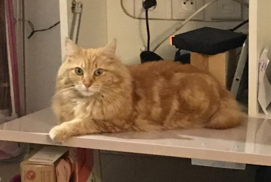 Vermisstmeldung Katze  Weiblich , 5 jahre Toulon Frankreich