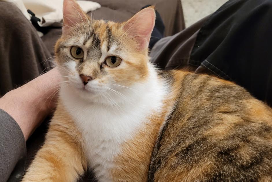 Vermisstmeldung Katze  Weiblich , 2 jahre Saverdun Frankreich