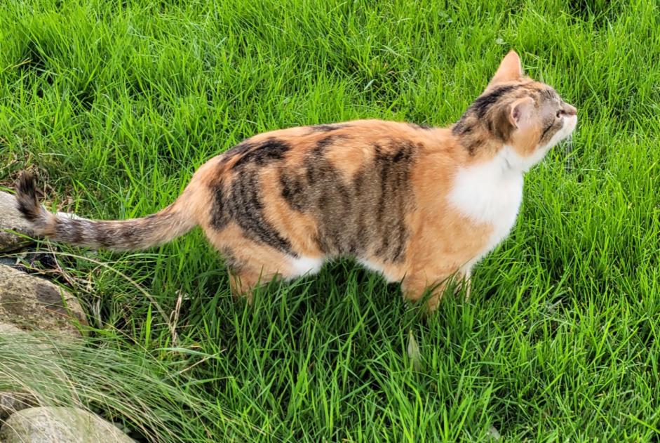 Vermisstmeldung Katze  Weiblich , 2 jahre Saverdun Frankreich