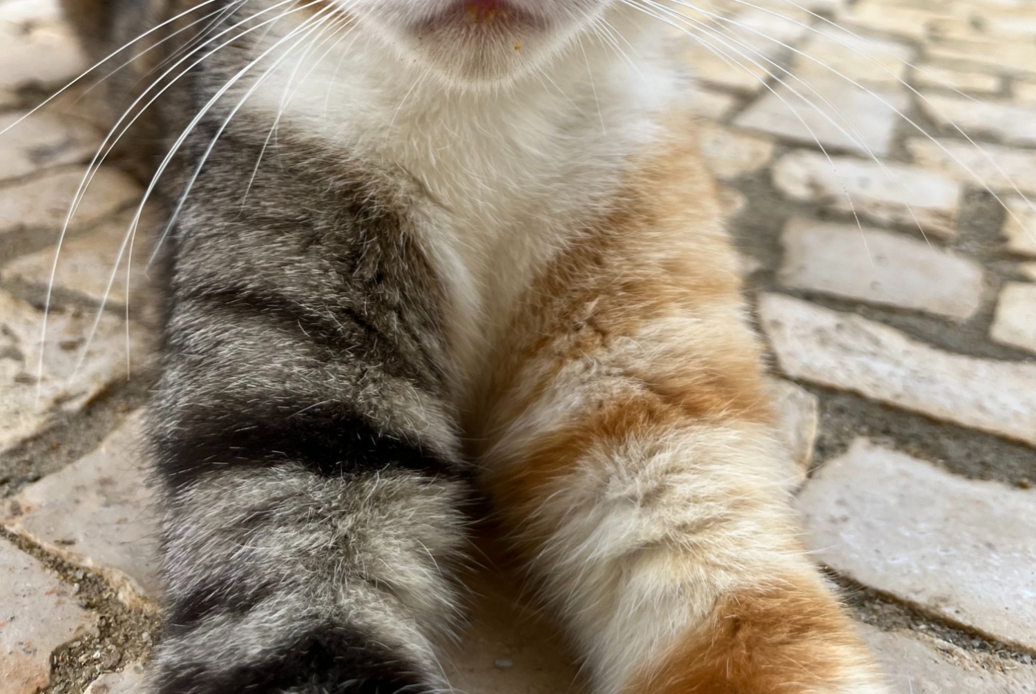 Vermisstmeldung Katze Weiblich , 1 jahre Alcobaça Portugal