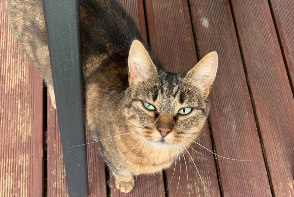 Fundmeldung Katze Weiblich Ecublens Schweiz