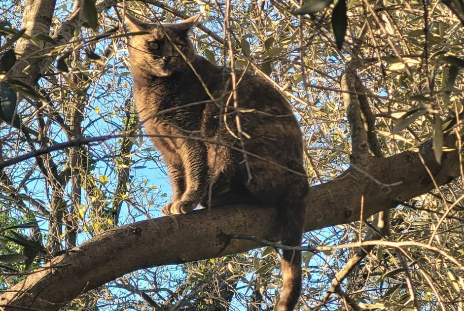 Vermisstmeldung Katze Weiblich , 3 jahre La Garde Frankreich