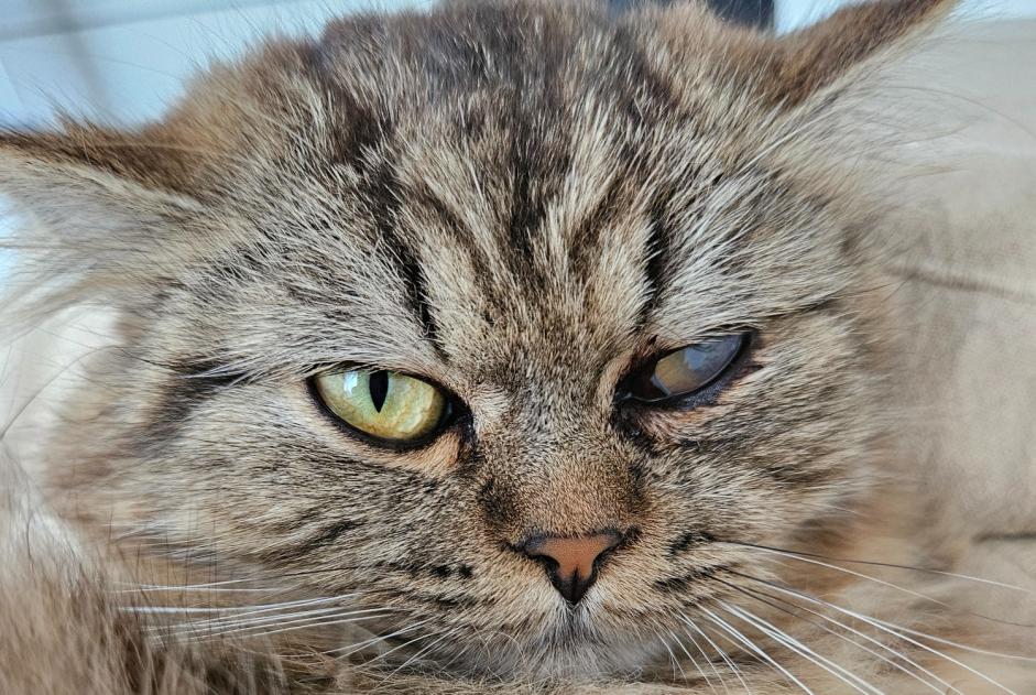 Vermisstmeldung Katze rassenmischung Männliche , 1 jahre Penthalaz Schweiz