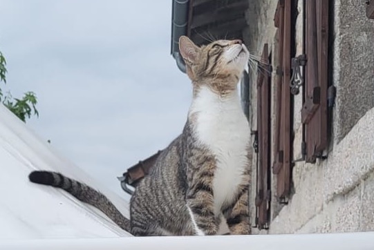 Vermisstmeldung Katze rassenmischung Männliche , 1 jahre Saint-Sylvestre Frankreich