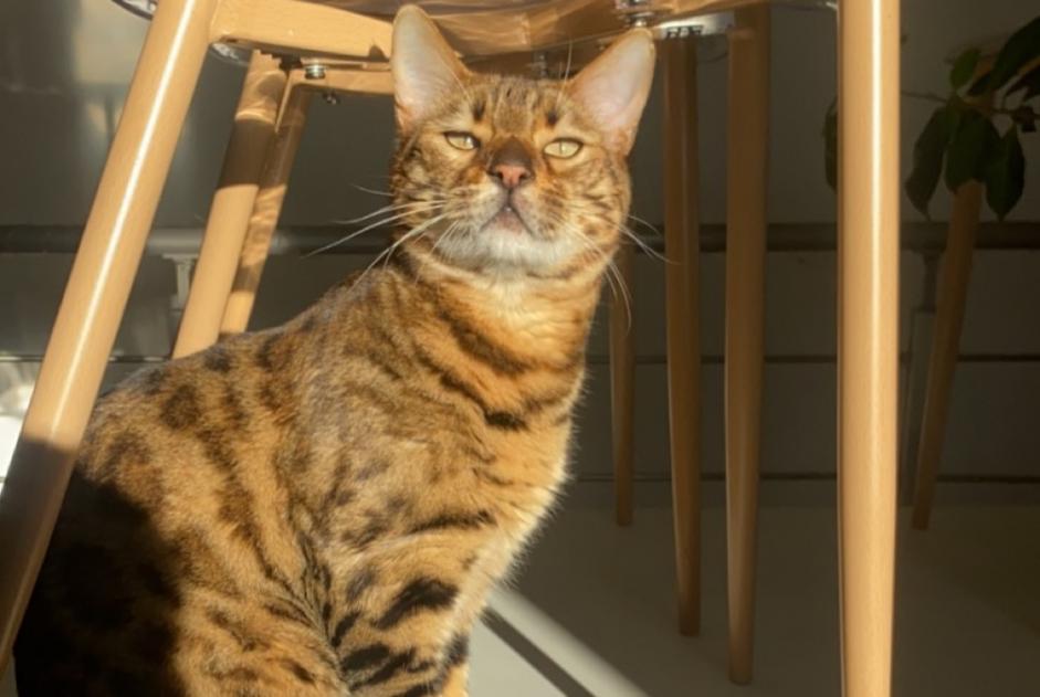 Vermisstmeldung Katze  Männliche , 4 jahre Nîmes Frankreich