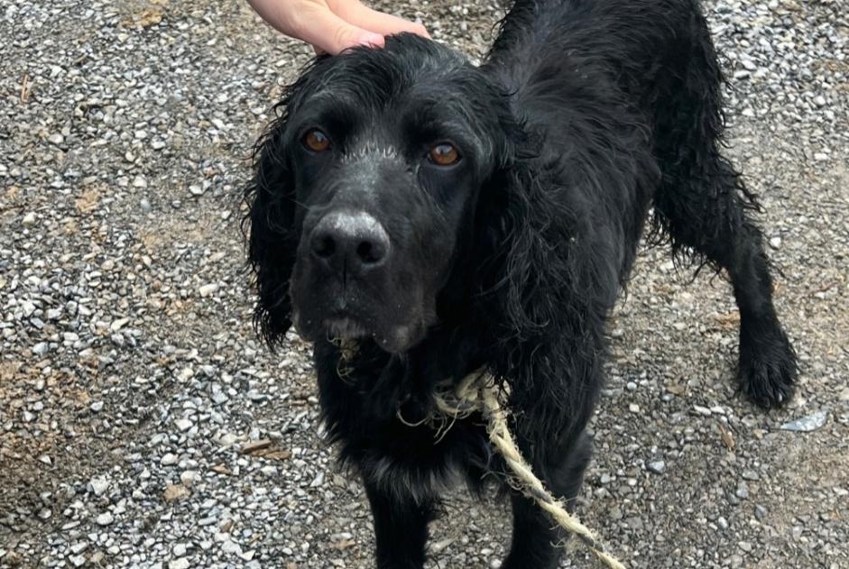 Fundmeldung Hund Männliche Ainhoa Frankreich