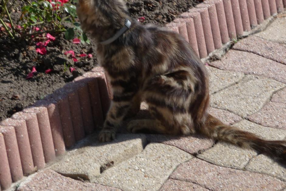 Fundmeldung Katze Unbekannt Eppes Frankreich