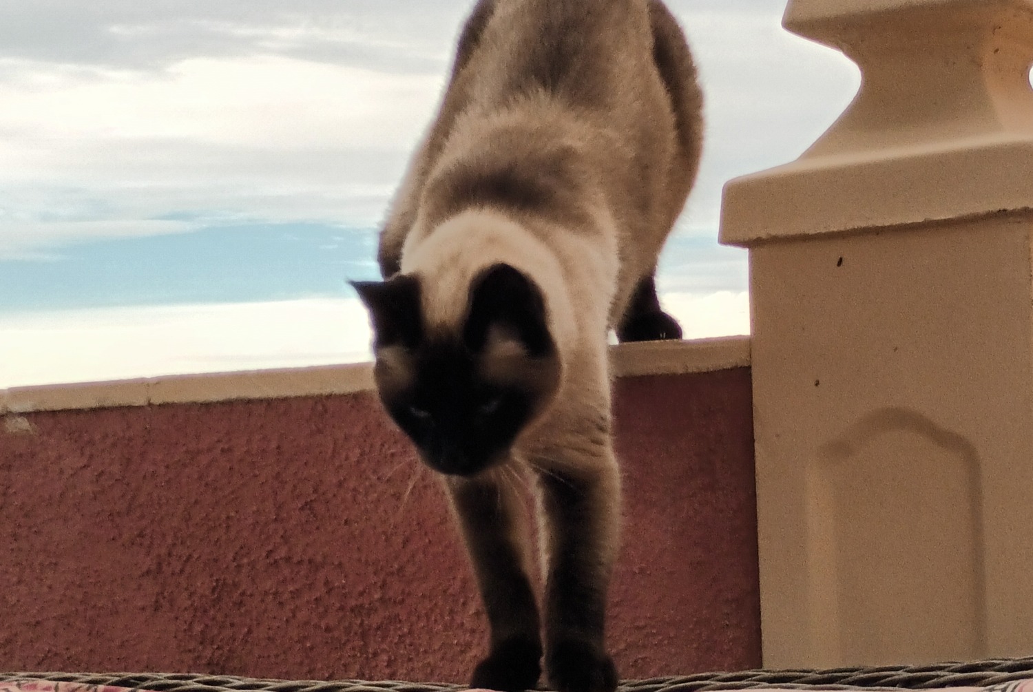 Vermisstmeldung Katze  Männliche , 10 jahre El Cortijo Grande Spanien