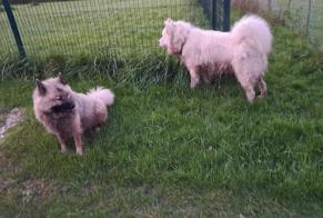 Fundmeldung Hund Unbekannt La Chapelle-sur-Chézy Frankreich