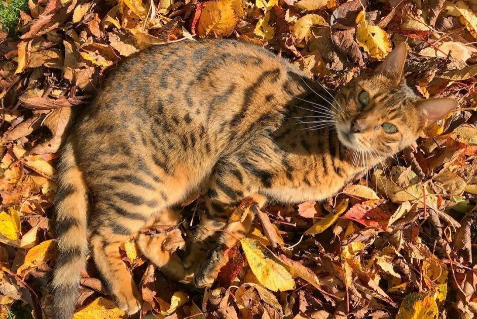 Vermisstmeldung Katze  Männliche , 13 jahre Lucens Schweiz