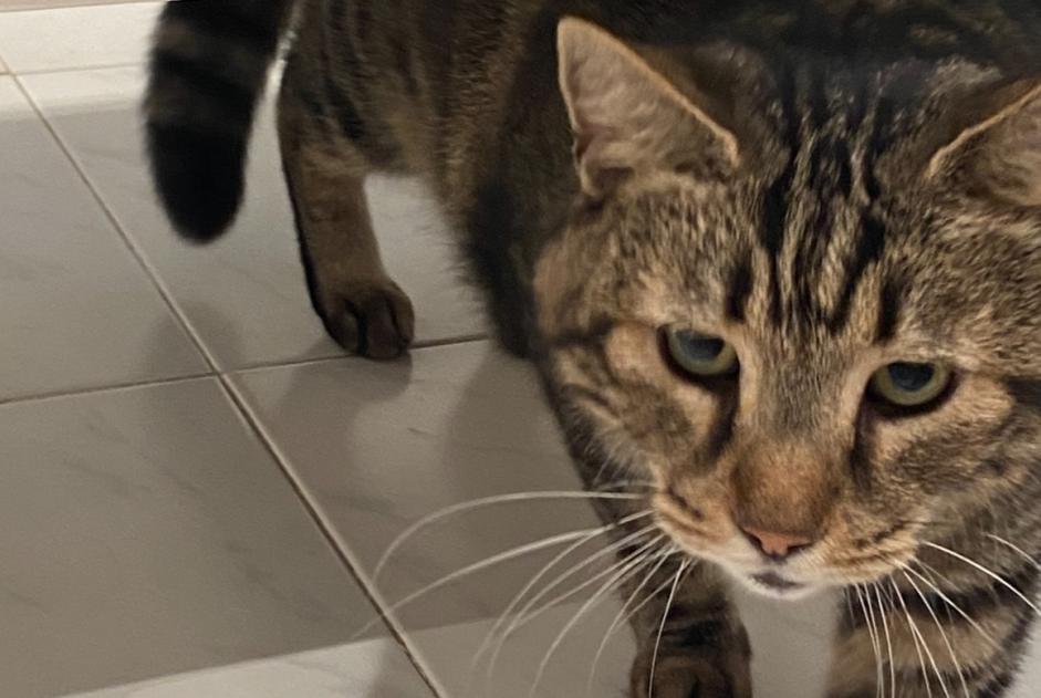 Vermisstmeldung Katze  Männliche , 12 jahre Cannes Frankreich