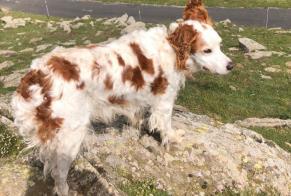 Vermisstmeldung Hund  Männliche , 15 jahre Ponteilla Frankreich