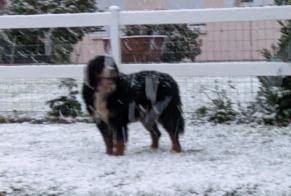 Fundmeldung Hund  Unbekannt , 4 Jahre Ellon Frankreich