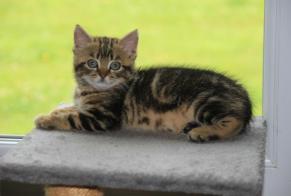 Vermisstmeldung Katze  Weiblich , 0 jahre Narrosse Frankreich