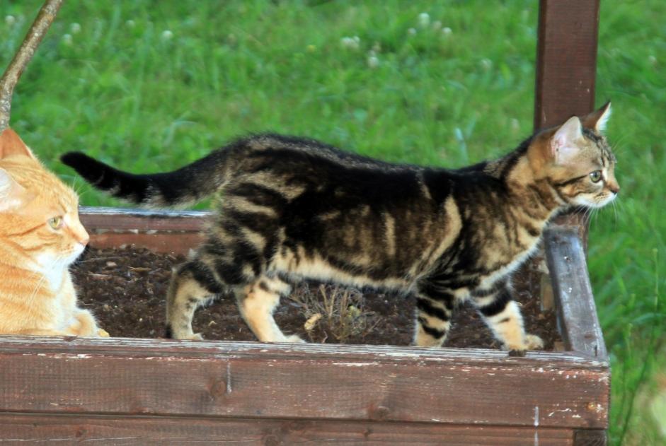 Vermisstmeldung Katze  Weiblich , 0 jahre Narrosse Frankreich