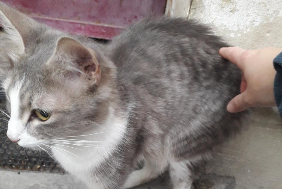 Fundmeldung Katze Weiblich Paris Frankreich