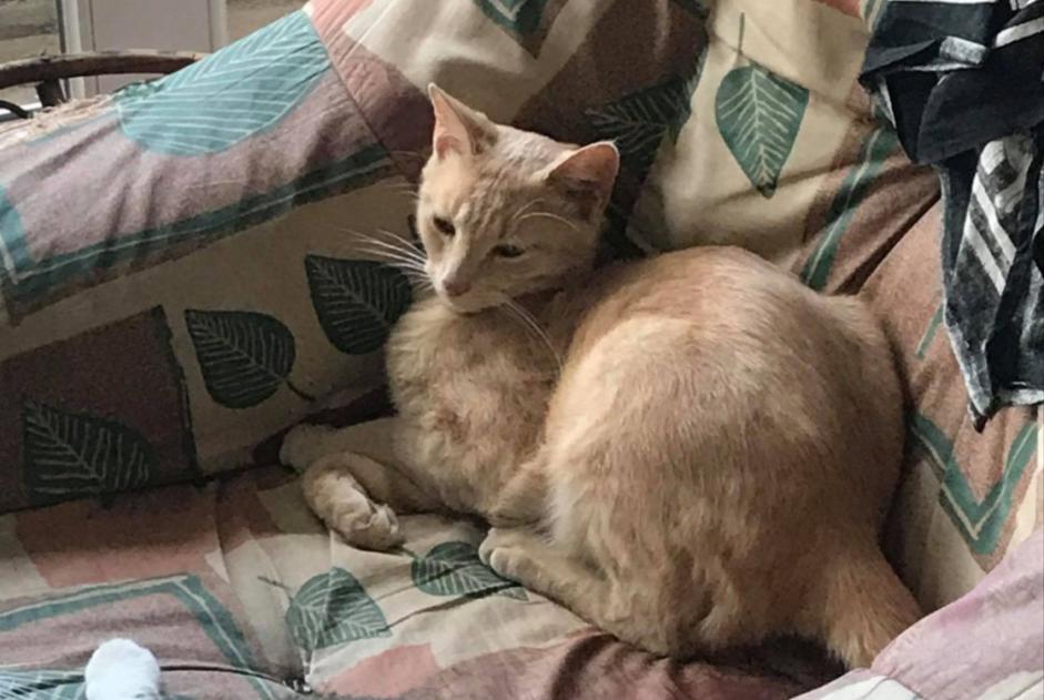 Vermisstmeldung Katze Männliche , 6 jahre Bor-et-Bar Frankreich