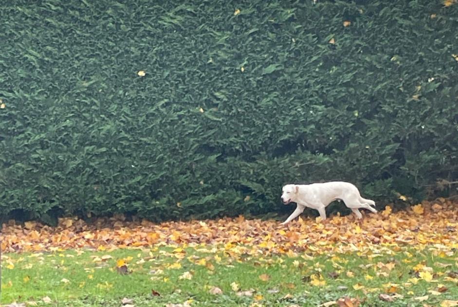 Fundmeldung Hund  Männliche Angoulême Frankreich