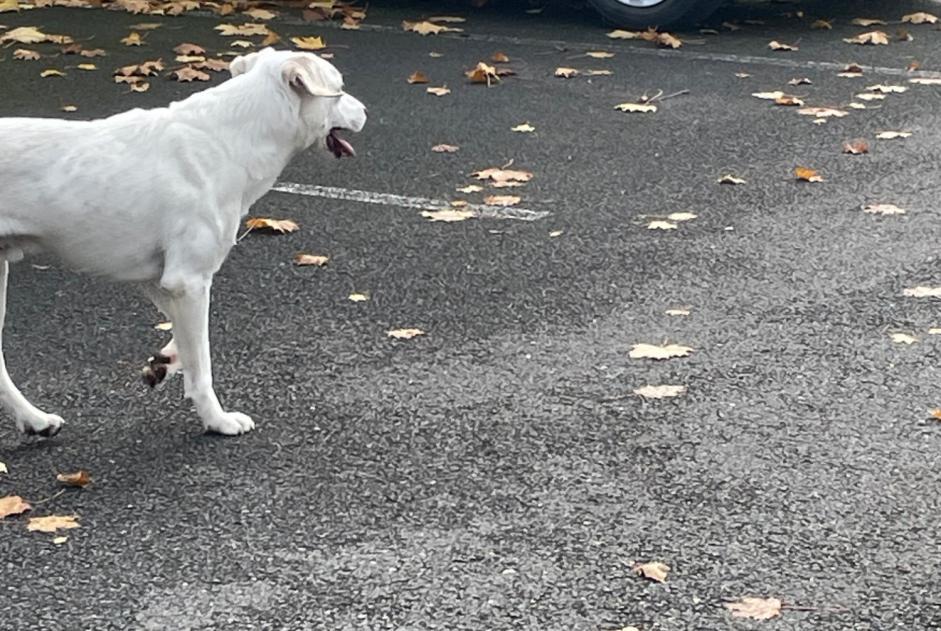 Fundmeldung Hund  Männliche Angoulême Frankreich