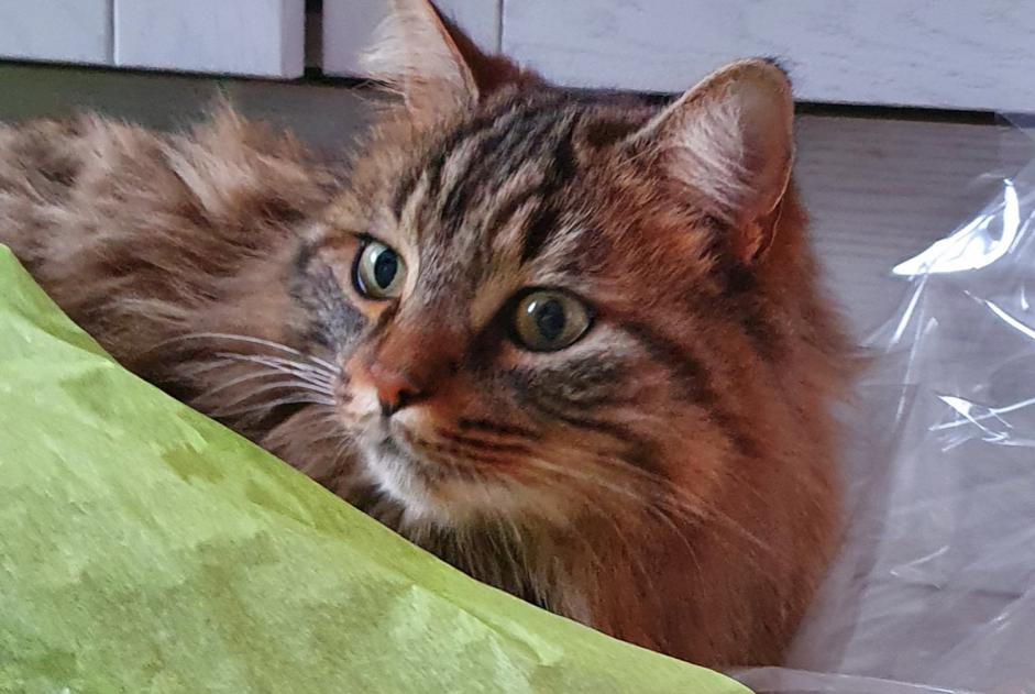 Vermisstmeldung Katze  Männliche , 6 jahre Sillingy Frankreich