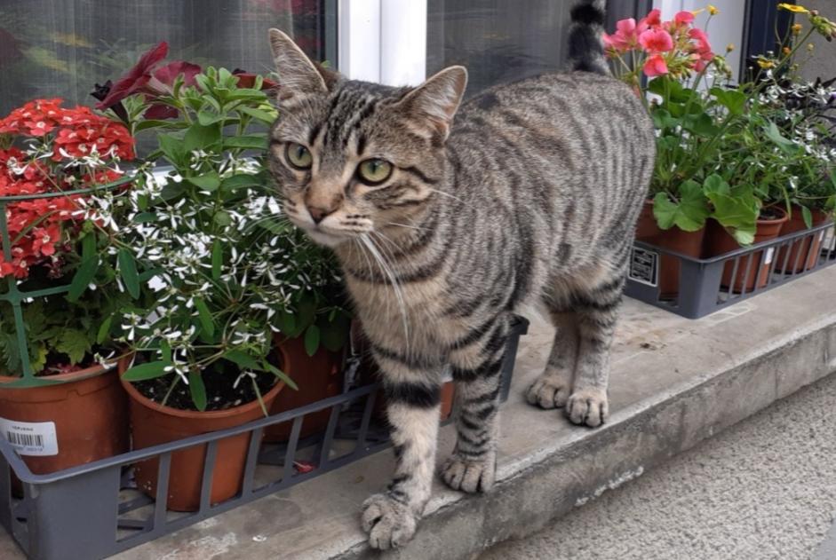 Vermisstmeldung Katze  Weiblich , 2 jahre Bazet Frankreich