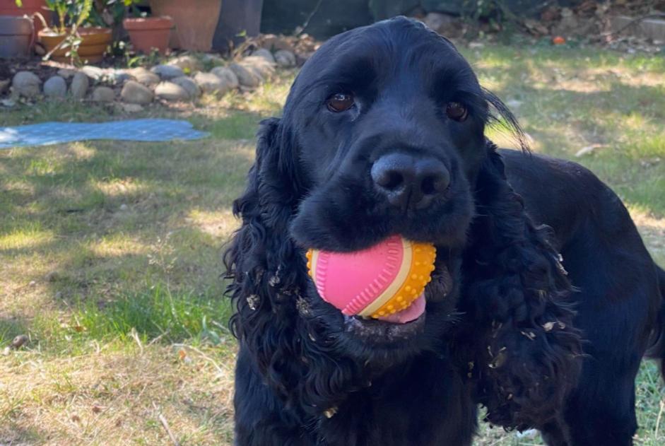 Vermisstmeldung Hund  Männliche , 5 jahre Seysses Frankreich