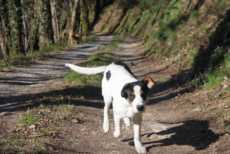 Vermisstmeldung Hund rassenmischung Männliche , 9 jahre Pampelonne Frankreich