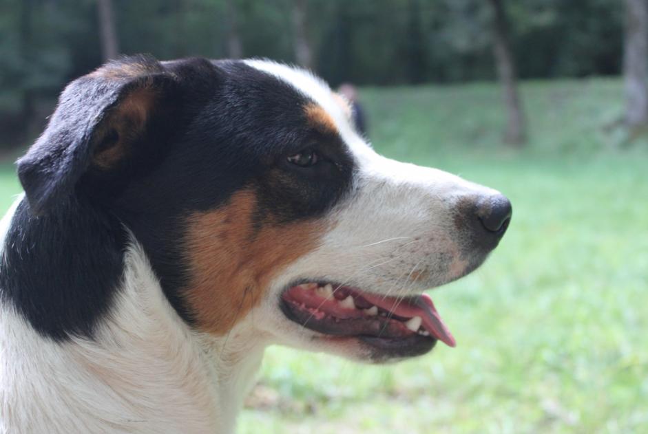 Vermisstmeldung Hund rassenmischung Männliche , 9 jahre Pampelonne Frankreich