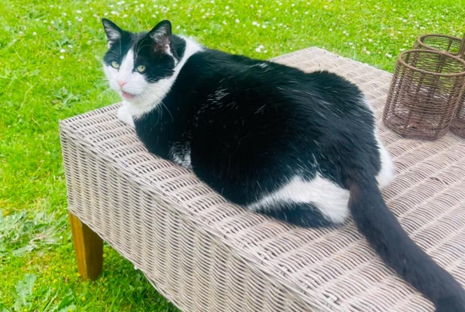 Vermisstmeldung Katze Weiblich , 56 jahre Saint-Julien-les-Rosiers Frankreich