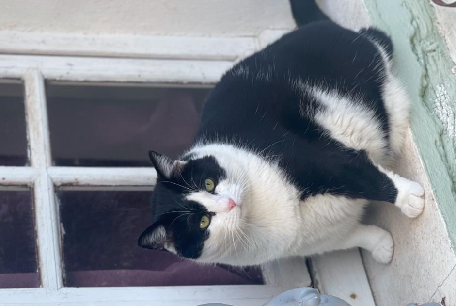 Vermisstmeldung Katze Weiblich , 56 jahre Saint-Julien-les-Rosiers Frankreich