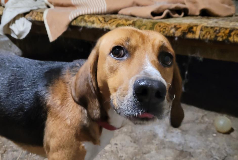 Fundmeldung Hund Männliche Pontaumur Frankreich