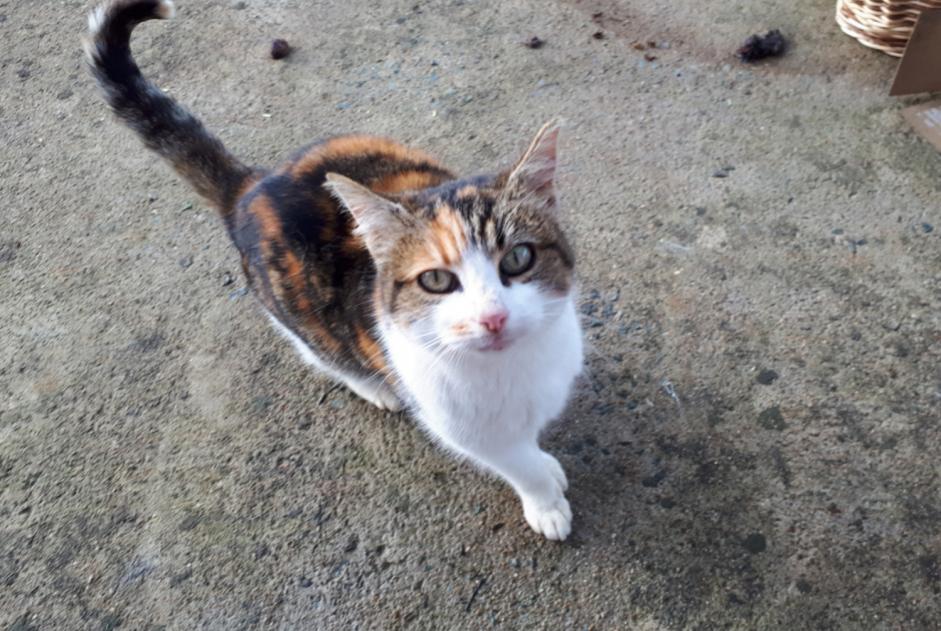 Fundmeldung Katze rassenmischung Weiblich Melle Frankreich