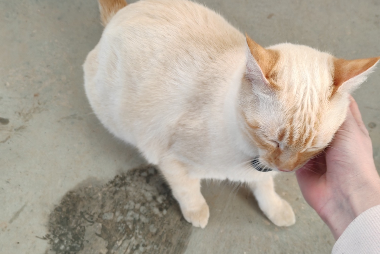 Fundmeldung Katze rassenmischung Männliche , 2024 jahre Millau Frankreich