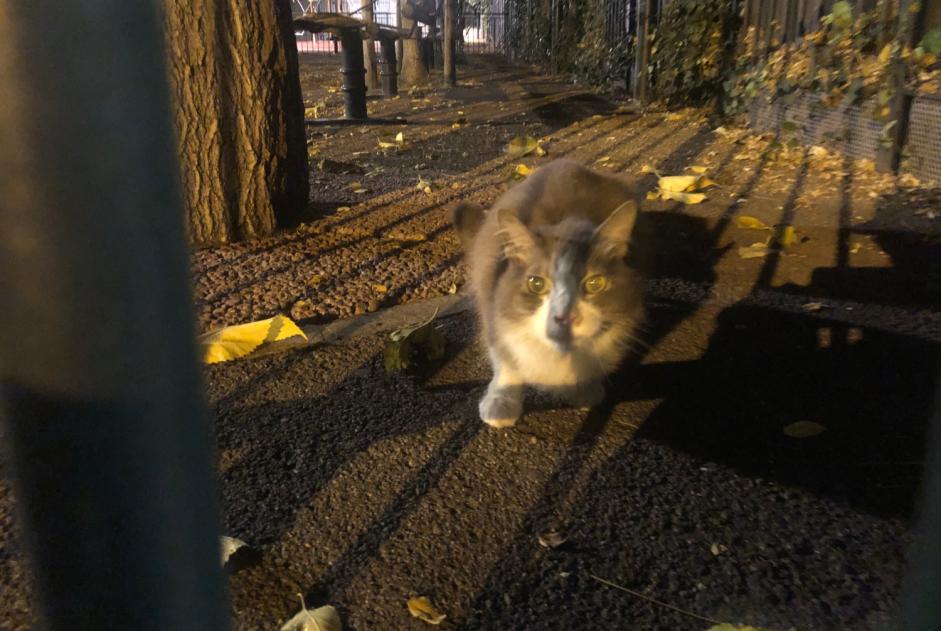 Fundmeldung Katze Unbekannt Nice Frankreich