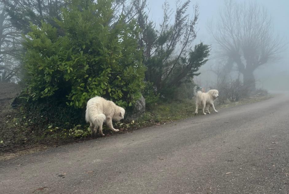 Fundmeldung Hund  Unbekannt Lissac-sur-Couze Frankreich