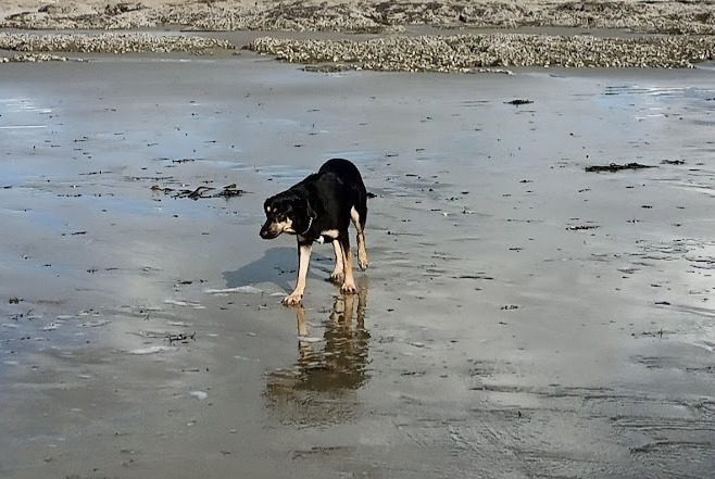 Vermisstmeldung Hund rassenmischung Männliche , 4 jahre La Bazouge-de-Chéméré Frankreich