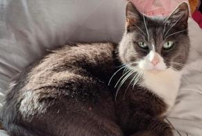 Vermisstmeldung Katze Weiblich , 8 jahre Bures-sur-Yvette Frankreich