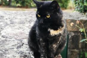 Vermisstmeldung Katze Weiblich , 15 jahre Inzinzac-Lochrist Frankreich