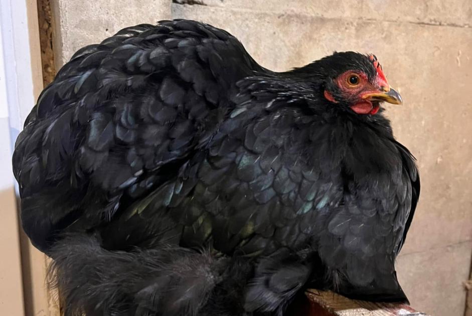 Vermisstmeldung Andere poule Weiblich Les Sables-d'Olonne Frankreich