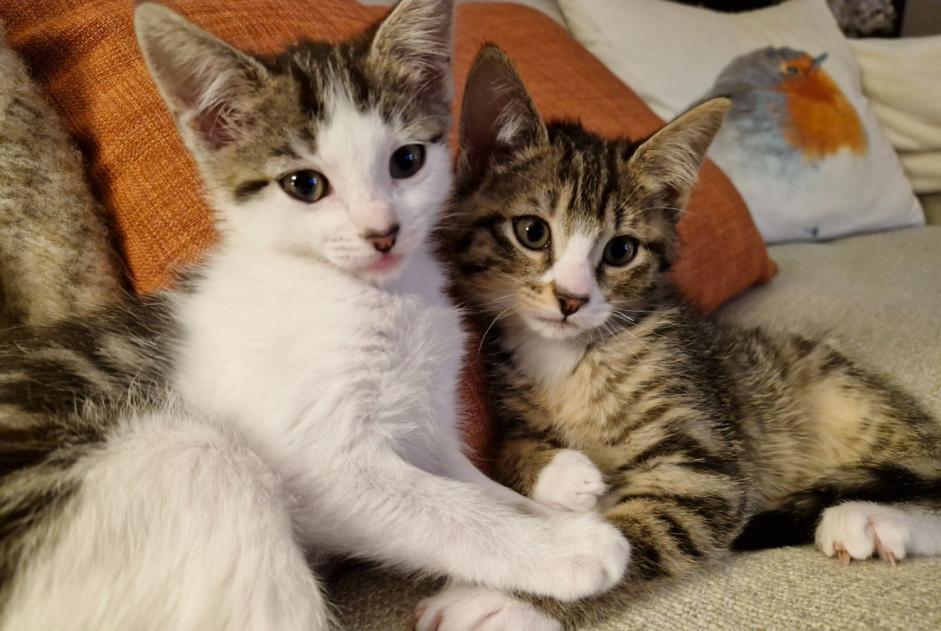 Vermisstmeldung Katze rassenmischung Männliche , 1 jahre Gouesnou Frankreich